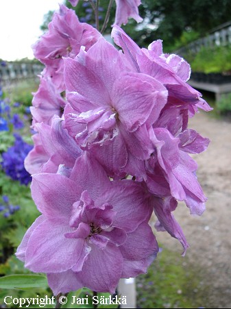 Jaloritarinkannus, Delphinium Elatum-Ryhm 'Dusky Maidens'